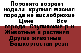 Поросята возраст 4 недели, крупная мясная порода(не вислобрюхие ) › Цена ­ 4 000 - Все города, Ступинский р-н Животные и растения » Другие животные   . Башкортостан респ.